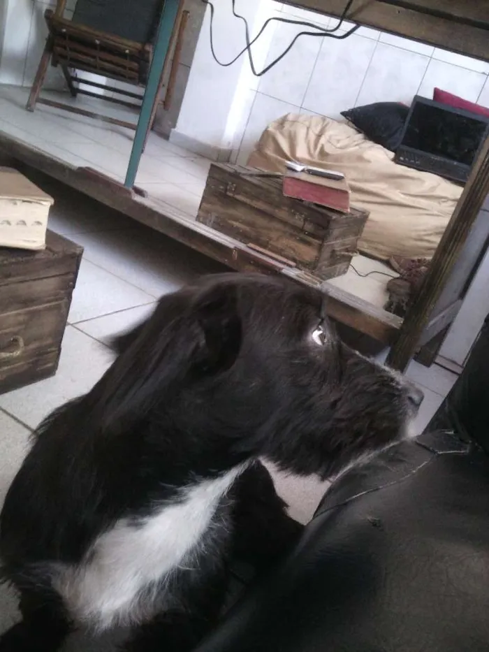 Cachorro ra a SRD idade 7 a 11 meses nome Calebe