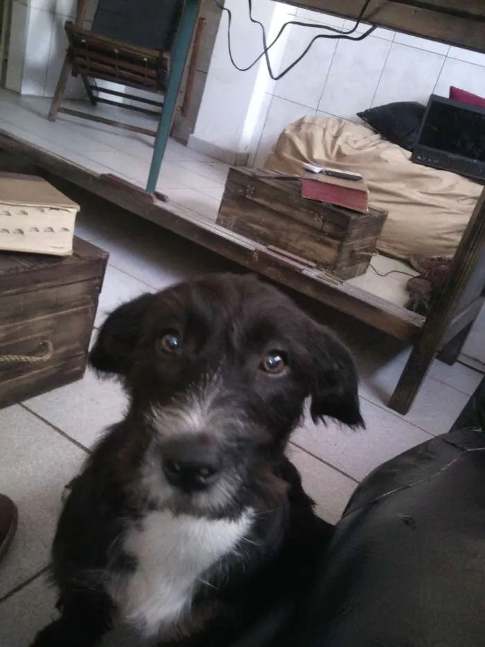 Cachorro ra a SRD idade 7 a 11 meses nome Calebe