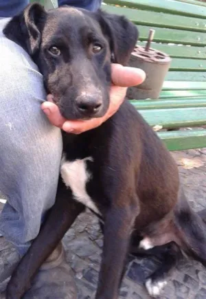 Cachorro raça Vira lata idade 1 ano nome a escolher 