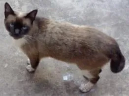 Gato raça  idade  nome Mel e Castanha 