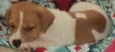 Pat