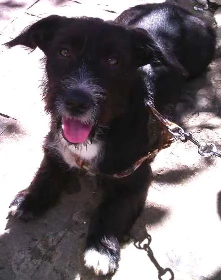 Cachorro ra a SRD idade 7 a 11 meses nome Calebe