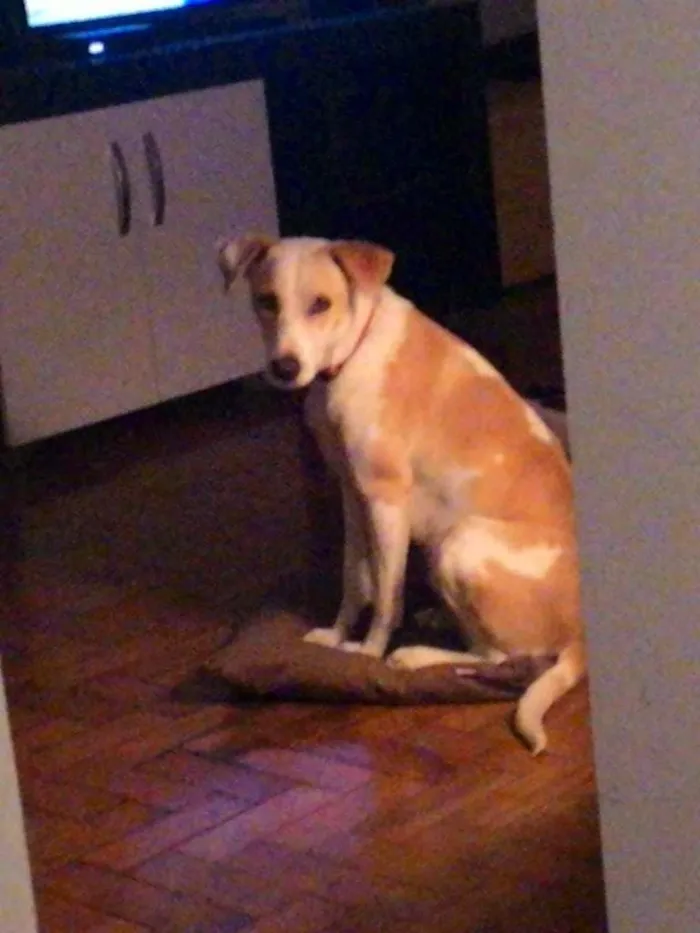 Cachorro ra a Vira Lata idade 1 ano nome Lola