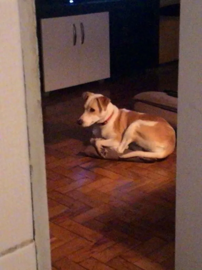 Cachorro ra a Vira Lata idade 1 ano nome Lola