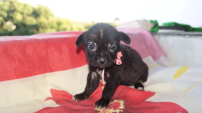 Cachorro raça vira lata  idade Abaixo de 2 meses nome vários 
