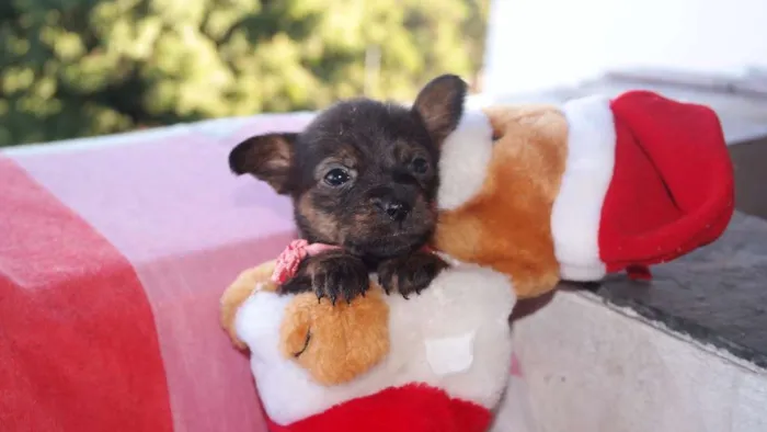 Cachorro raça vira lata  idade Abaixo de 2 meses nome vários 