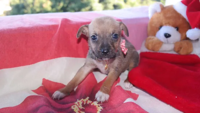 Cachorro raça vira lata  idade Abaixo de 2 meses nome vários 