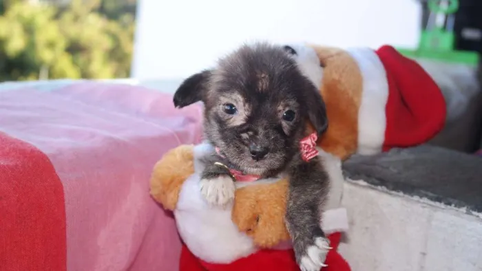 Cachorro raça vira lata  idade Abaixo de 2 meses nome vários 