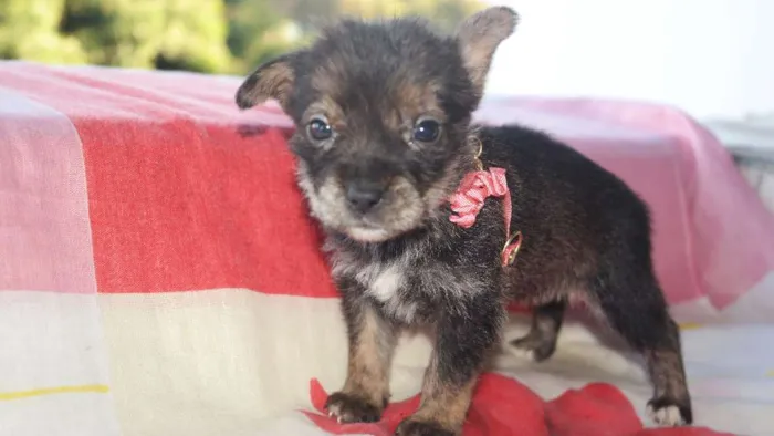 Cachorro raça vira lata  idade Abaixo de 2 meses nome vários 