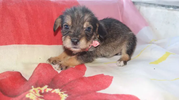 Cachorro raça vira lata  idade Abaixo de 2 meses nome vários 