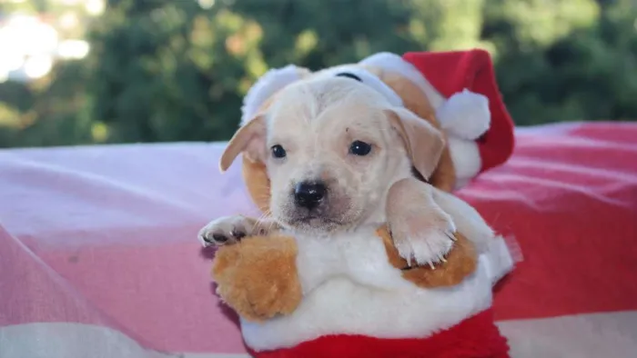 Cachorro raça vira lata  idade Abaixo de 2 meses nome vários 