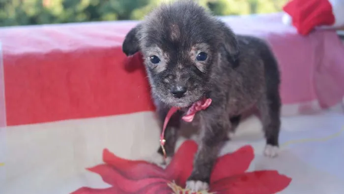 Cachorro raça vira lata  idade Abaixo de 2 meses nome vários 