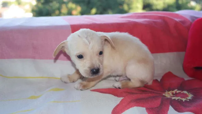 Cachorro raça vira lata  idade Abaixo de 2 meses nome vários 