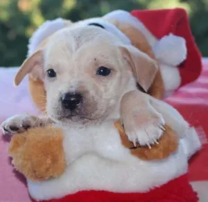 Cachorro raça vira lata  idade Abaixo de 2 meses nome vários 