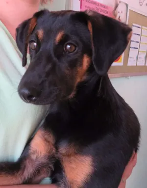 Cachorro raça SRD idade 2 a 6 meses nome Filhotinho
