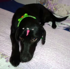 Cachorro raça srd idade 7 a 11 meses nome Amora