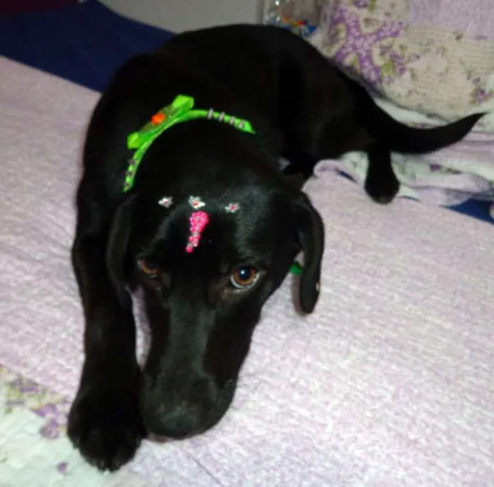 Cachorro ra a srd idade 7 a 11 meses nome Amora