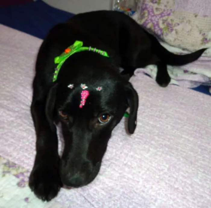 Cachorro ra a srd idade 7 a 11 meses nome Amora