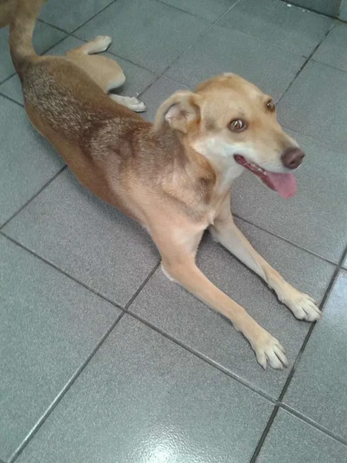 Cachorro ra a Vira Lata Linda idade 3 anos nome Mel