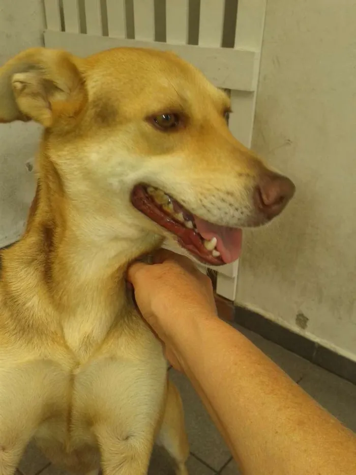 Cachorro ra a Vira Lata Linda idade 3 anos nome Mel