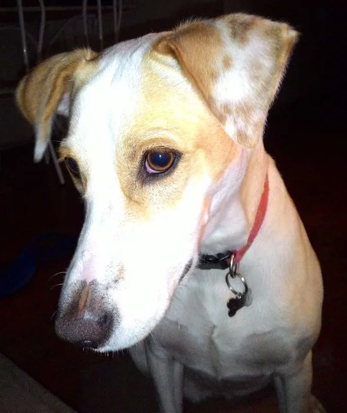 Cachorro ra a Vira Lata idade 1 ano nome Lola