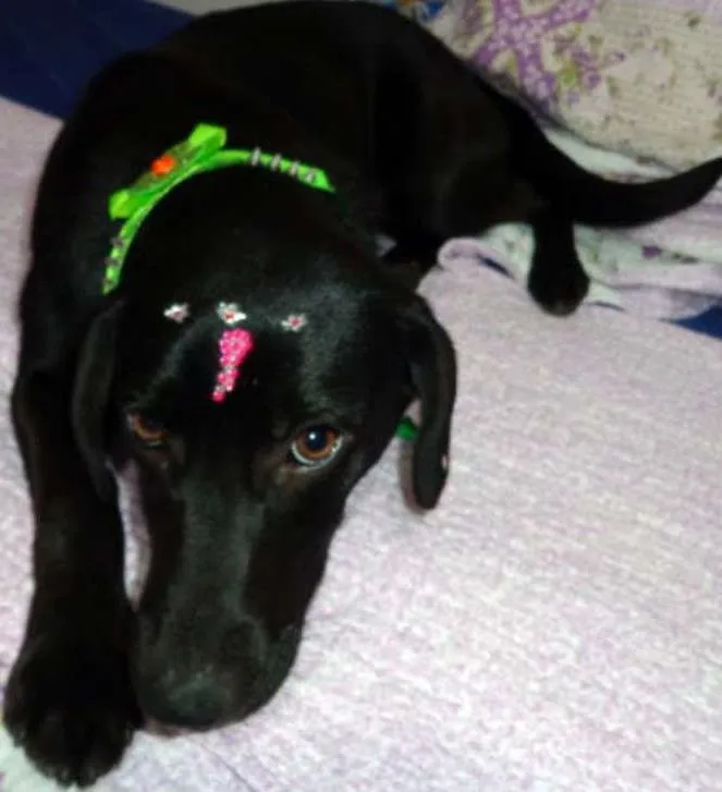 Cachorro ra a srd idade 7 a 11 meses nome Amora