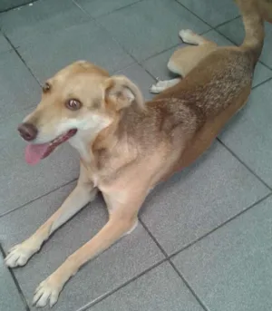 Cachorro raça Vira Lata Linda idade 3 anos nome Mel