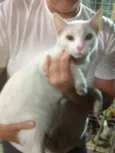 Yakko