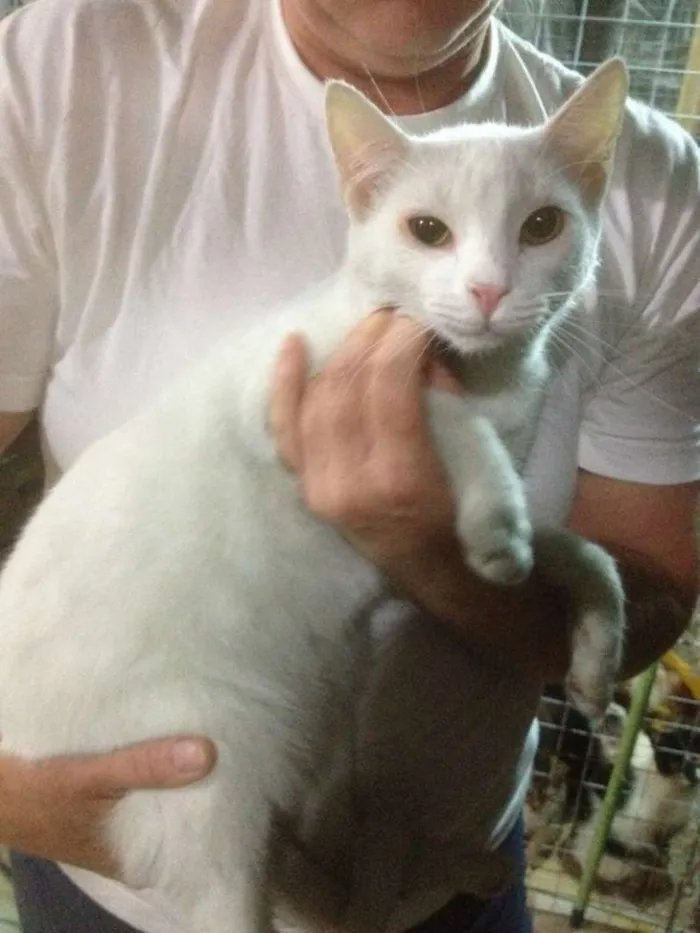Gato ra a SRD idade 7 a 11 meses nome Yakko