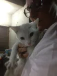Yanka