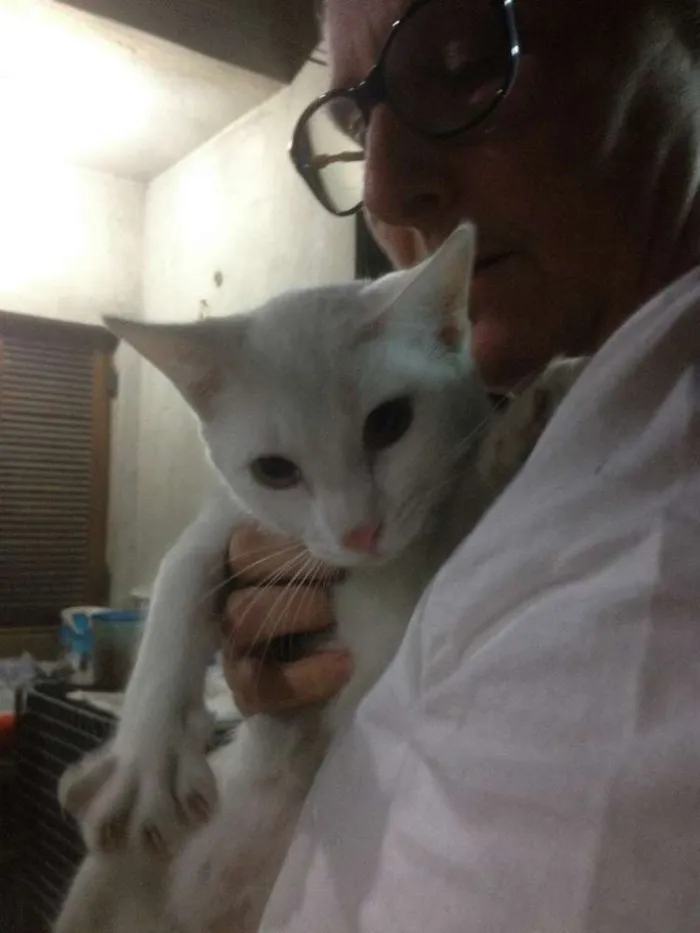 Gato ra a SRD idade 7 a 11 meses nome Yanka