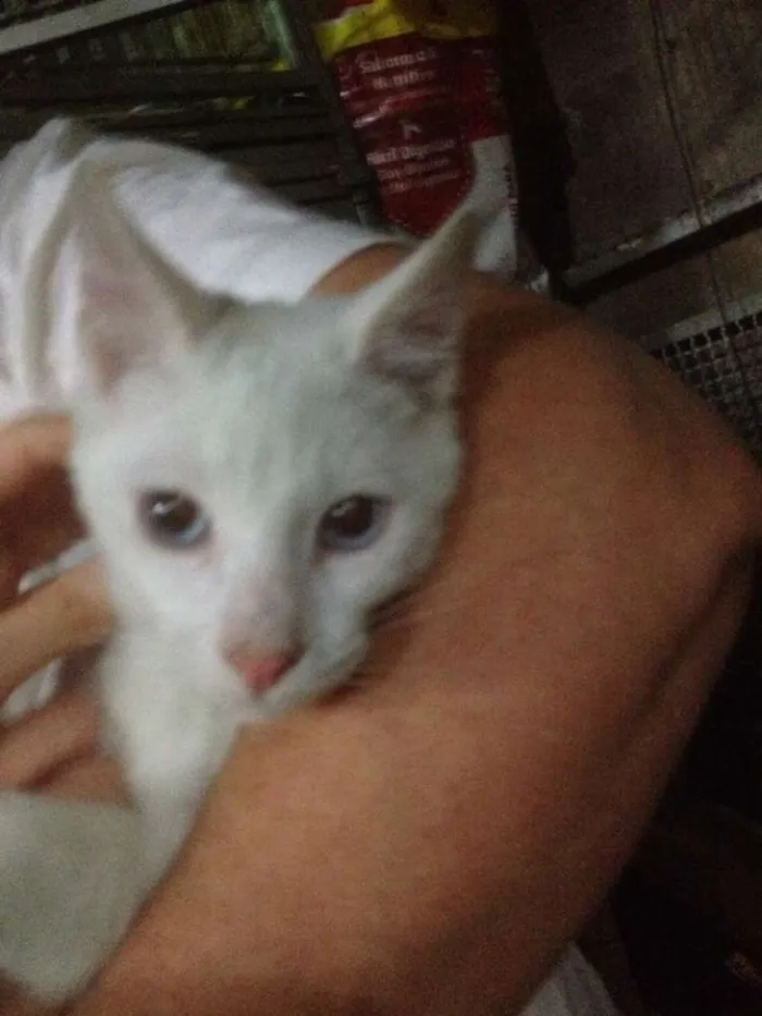 Gato ra a SRD idade 7 a 11 meses nome Puka