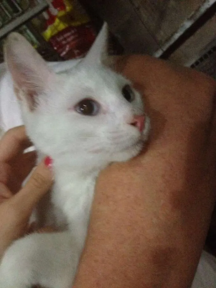 Gato ra a SRD idade 7 a 11 meses nome Percy