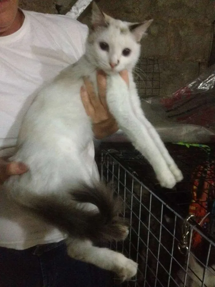 Gato ra a SRD idade 1 ano nome Pikachu