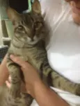 Nico
