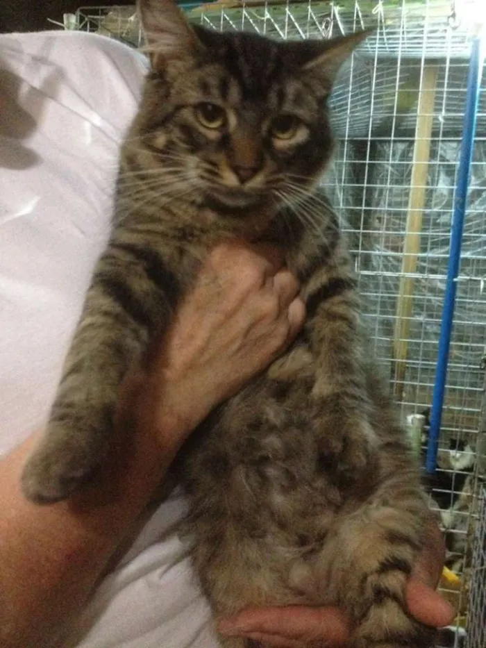 Gato ra a Tigrinho idade 7 a 11 meses nome Juliete
