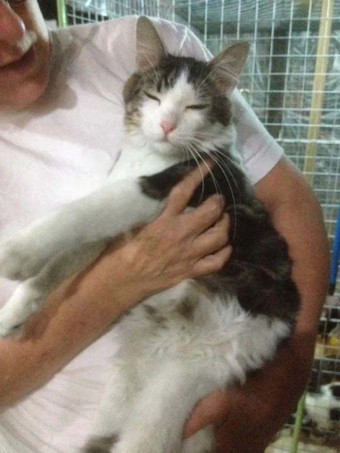 Gato ra a SRD idade 7 a 11 meses nome Jake