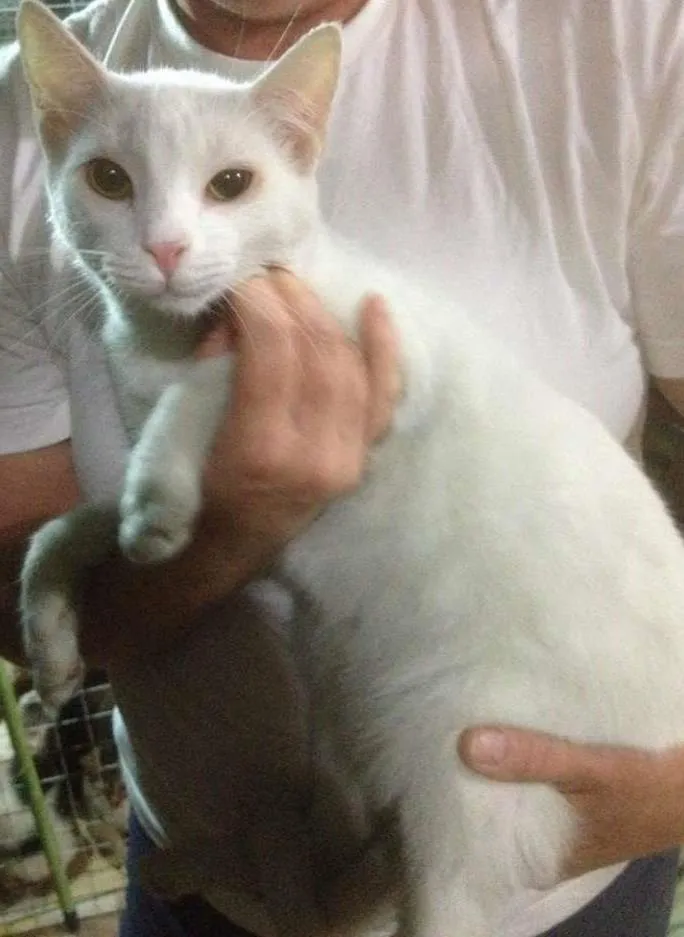 Gato ra a SRD idade 7 a 11 meses nome Yakko