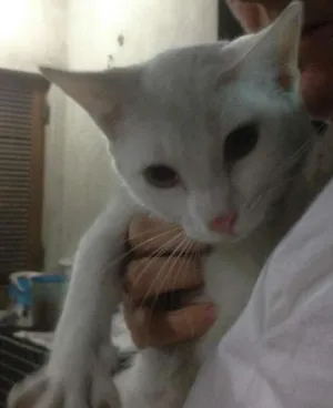 Gato raça SRD idade 7 a 11 meses nome Yanka
