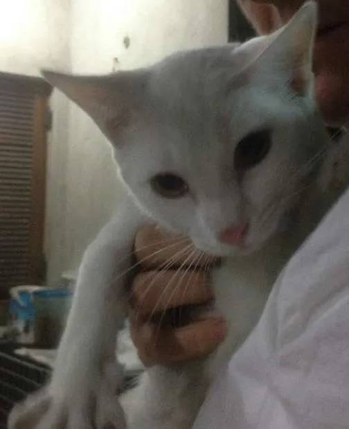 Gato ra a SRD idade 7 a 11 meses nome Yanka