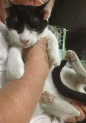 Gato raça SRD idade 7 a 11 meses nome Mascarada