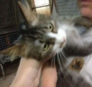 Gato raça SRD idade 2 anos nome Joca