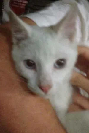 Gato raça SRD idade 7 a 11 meses nome Puka