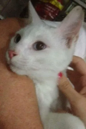 Gato raça SRD idade 7 a 11 meses nome Percy
