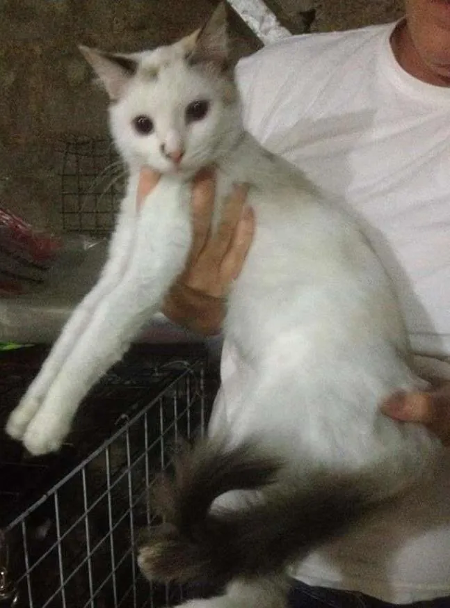 Gato ra a SRD idade 1 ano nome Pikachu
