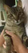 Nico