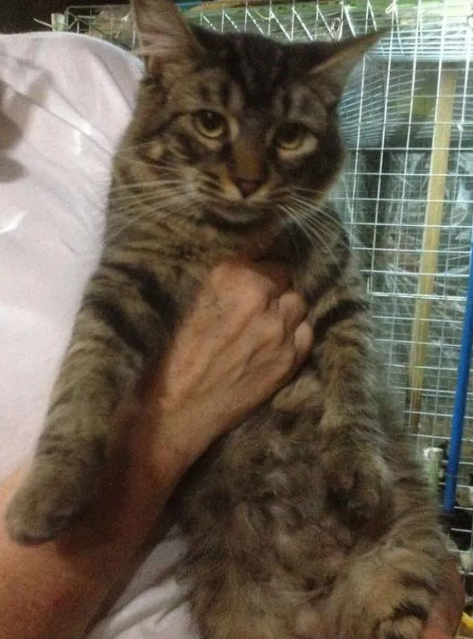 Gato ra a Tigrinho idade 7 a 11 meses nome Juliete