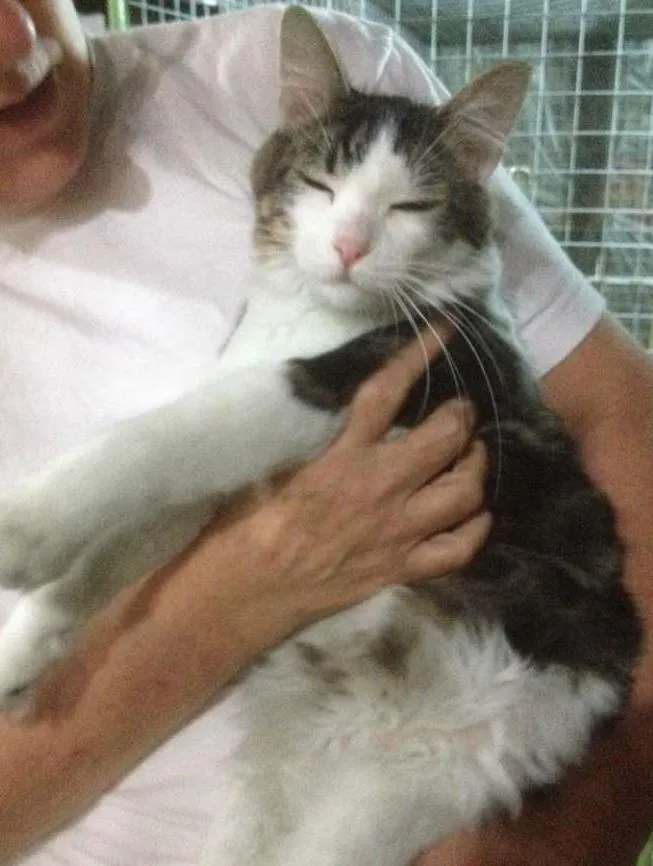 Gato ra a SRD idade 7 a 11 meses nome Jake