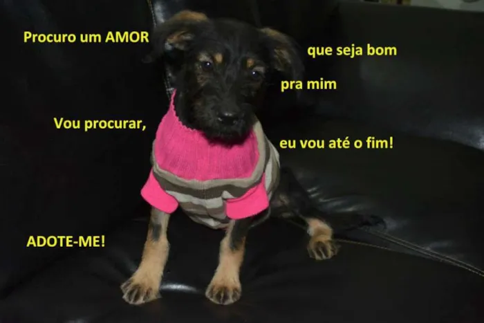 Cachorro raça dv idade  nome Lindos filhotes e a