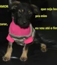 Lindos filhotes e a